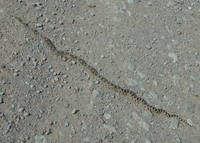 GDMBR: We saw this critter sun-bathing in the middle of the road. It is NOT a Rattlesnake but has Psuedo Diamondback Markings (it is a non-poisonous constrictor).